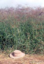 Image result for Chloris gayana