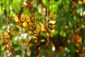 Image result for Thunbergia mysorensis