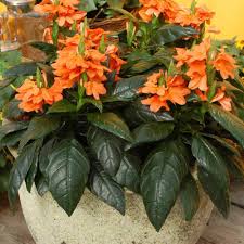 Image result for Crossandra