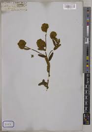 Image result for Crotalaria cephalotes