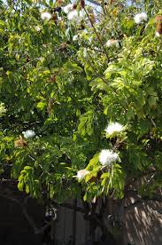 Image result for Calliandra haematocephala