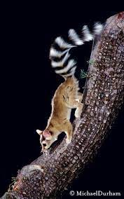 Texas Parks And Wildlife Magazine Editorial Animals Wild Animals Funny Animals