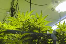Whether starting with a single grow tent, a stealth grow box, or a full scale commercial marijuana in this chapter we'll cover the 6 most important factors for setting up a successful grow room for your. Basement Grow Room Tips Airoclean420