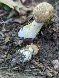 Image result for Boletus atkinsonii
