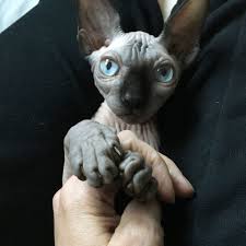 Your veterinarian will be able to spot problems, and will work with you to set up a preventive regimen that. 13 Things About Sphynx Cats You Need To Know Our Little Suburban Farmhouse