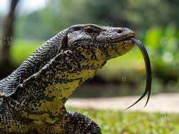 Habitat includes swamps, river banks, and other areas near bodies of water. Varanus Salvator Stock Photos Offset