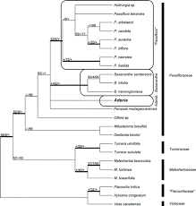 Image result for Adenia rumicifolia
