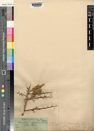 Image result for Phaeoptilum spinosum