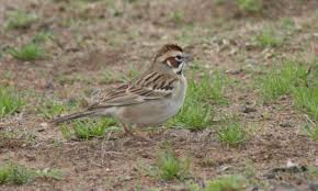 Birds Native To Oklahoma Lark Sparrow Oklahoma Animals Birds Sparrow