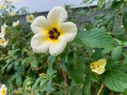 Image result for Turneraceae