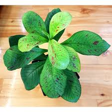 Image result for Euphorbia grantii