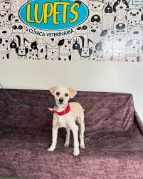 Lupets Clínica Veterinaria