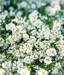 Sweet Alyssum Better Homes Gardens