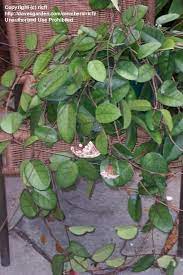 Pin On Plants