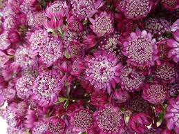Write your own review and help others make the right choice. Chichester Trees And Shrubs Ltd