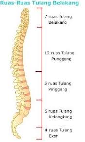 Kerangka Manusia Fungsi Bagian Bagian Rangka Serta Penjelasannya Manusia Anatomi Manusia Tubuh Manusia