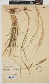 Image result for Setaria lindenbergiana