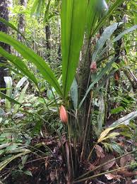 Image result for Congolanthus