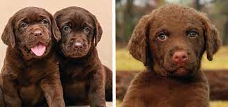 We produce good looking, hard driving labrador and chesapeake bay retrievers with excellent temperament and a desire to hunt. Is The Labrador Retriever Or The Chesapeake Bay Retriever For You Modern Dog Magazine
