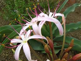 Image result for Crinum buphanoides