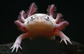 The Mexican Axolotl Can Regenerate A Missing Limb Tail And Parts Of Their Brain Heart And Lower Jaw Hassliche Tiere Verruckte Tiere Bedrohte Tierarten
