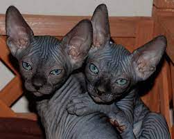 Your sphynx may want to cuddle with you often to be near your body. Nocoatkitty Sphynx