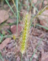 Image result for Setaria parviflora
