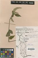 Image result for Celosia isertii