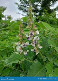 Image result for Crotalaria parvula