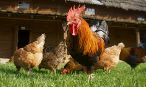 5 Cosas que te harán ver a los Animales de Granja, ¡de diferente ...