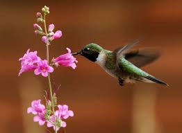 Hours may change under current circumstances Anna S Hummingbird