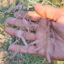 Image result for Tamaricaceae