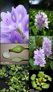 Image result for Pontederiaceae