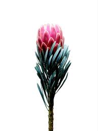 Art Photography James Day Protea Flower Beautiful Pink Flowers Plants