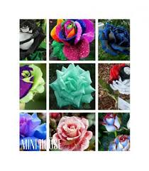 Search the world's information, including webpages, images, videos and more. Bibit Benih Biji Bunga Mawar Ungu Purple Rose Import Benih Tanaman Berkebun Hobi Koleksi Bukalapak Com Inkuiri Com