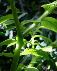 Image result for Dinebra caudata