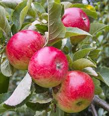 Ellison S Orange Fruit Bearing Trees Fruit Photography Apple