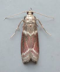 Image result for Cryptoblabes bistriga