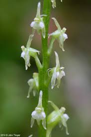 Image result for Malaxis