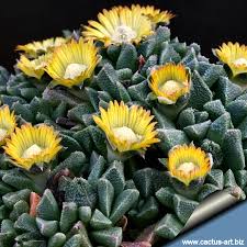 Image result for Nananthus