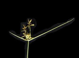 Image result for Pycreus unioloides