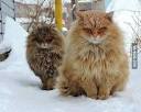 Norwegian Forest Cats for Sale | Cats on Oodle Classifieds