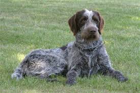 Image result for český fousek stavba těla