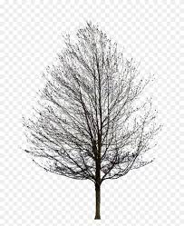 There are many trees widely available for smaller gardens, in all shapes and sizes, evergreen and deciduous. Tree With Red Flowers And No Leaves Oak Tree Png Stunning Free Transparent Png Clipart Images Free Download