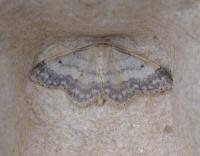 Image result for Idaea biselata