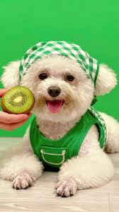 Ghép Ảnh Ai Với Con Mèo Nằm Ghế