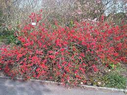 Buy your flowering quince chaenomeles 'texas scarlet' bush today! March Flowering Quince 317grow