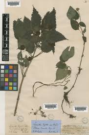 Image result for Lecanthus peduncularis