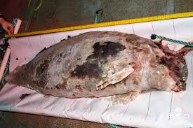 Vaquita marina ретвитнул(а) ᗩᖇᗩᑕɛᒪɩ ᖇᗩᗰɩᖇɛᘔ. Body Of Dead Vaquita Porpoise Found As Report Says Only 10 Left Azpm