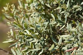 Image result for Euclea crispa